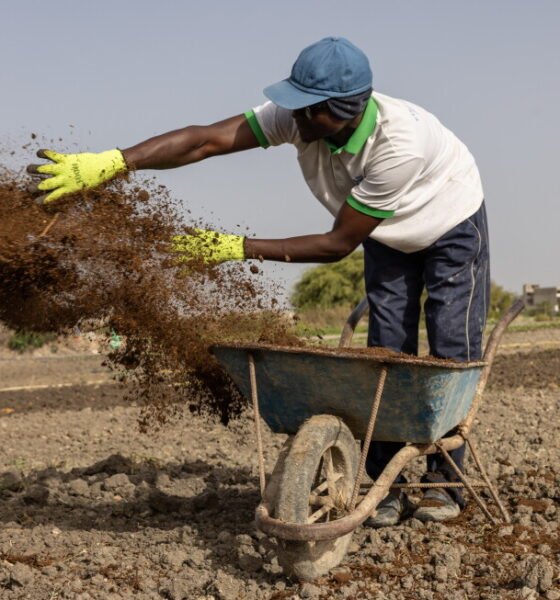 Iran war forces farmers to seek fertilizer alternatives from cow dung to compost
