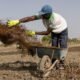 Iran war forces farmers to seek fertilizer alternatives from cow dung to compost
