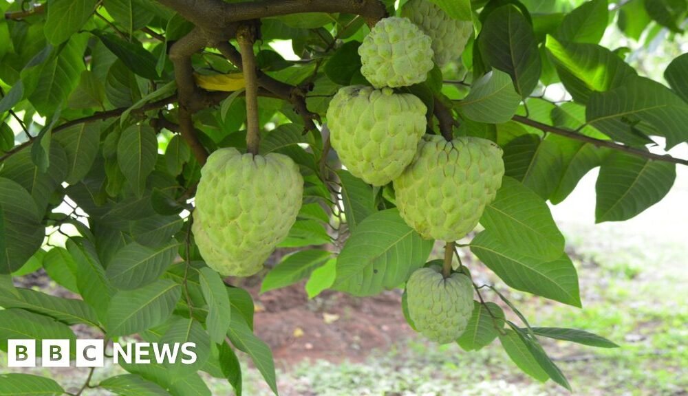 Custard apples: The crop that thrives in the toughest conditions