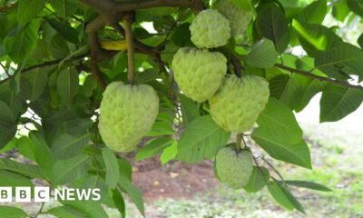 Custard apples: The crop that thrives in the toughest conditions