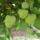 Custard apples: The crop that thrives in the toughest conditions