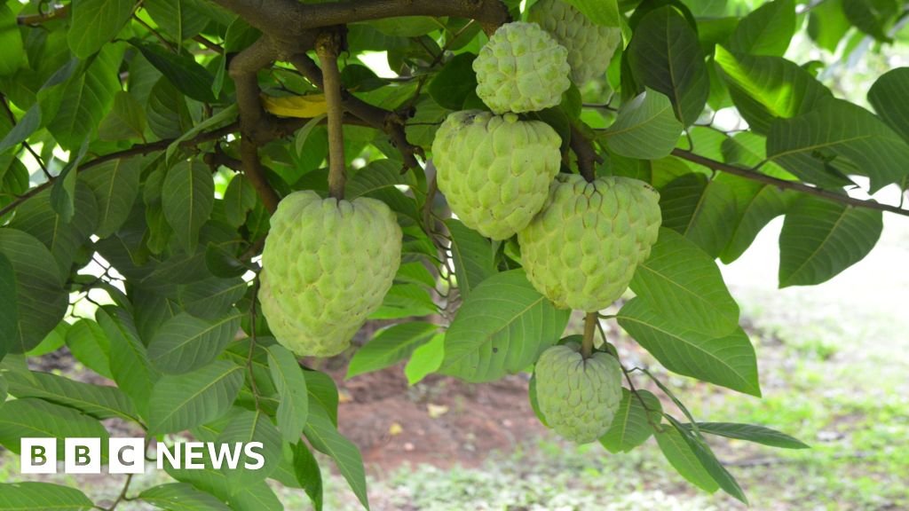 Custard apples: The crop that thrives in the toughest conditions