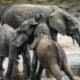3 elephant calves die within 17 days in Chhattisgarhs Dharamjaigarh