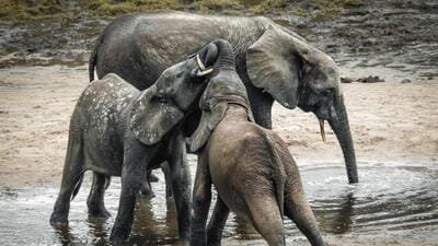 3 elephant calves die within 17 days in Chhattisgarhs Dharamjaigarh