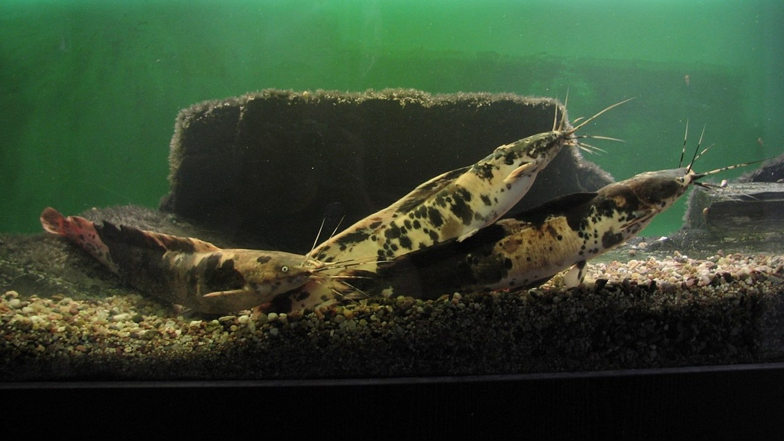 Experts explain why Thai Mangur fish is hazardous to human health