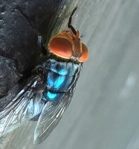 What to know about the New World screwworm fly and its reappearance in the US