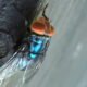 What to know about the New World screwworm fly and its reappearance in the US